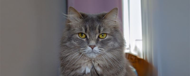 Kissaklinikka Mielikki