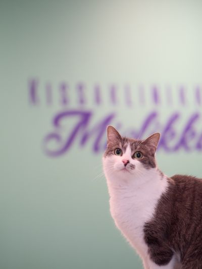 Kissa vastaanotossa