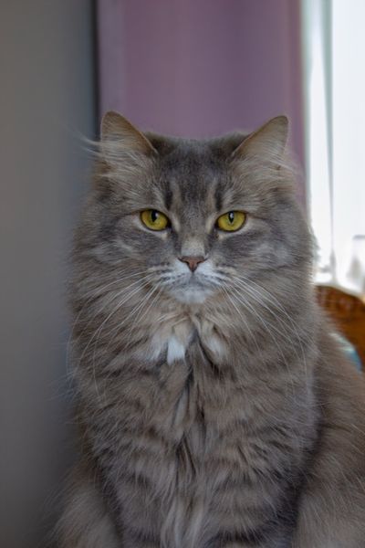 Kissa on pöydällä