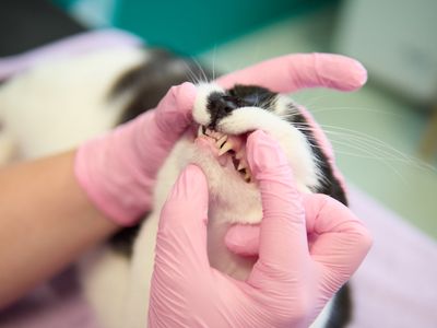 Kissa profiilissa
