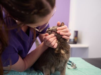 Eläinlääkäri tutkii kissan hampaita