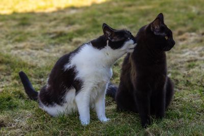 Two cats