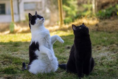 Kissa pöydällä