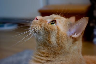 Kissa ulkoilemassa